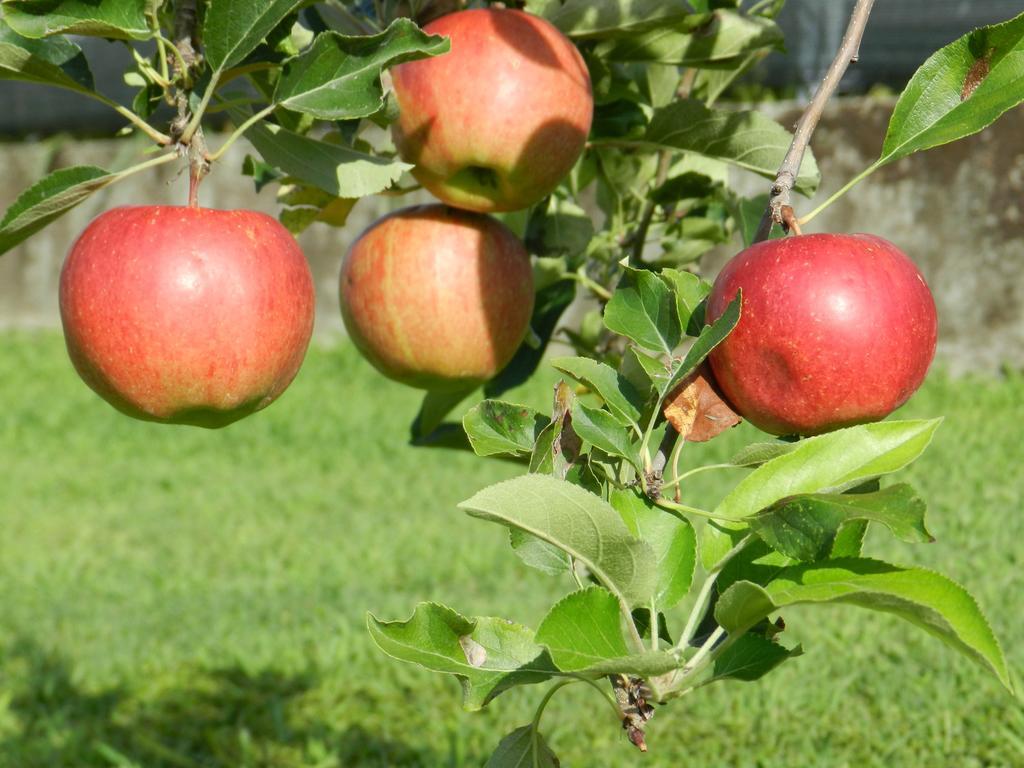 מלון איסולה דלה סקאלה Agriturismo Zio Michele מראה חיצוני תמונה