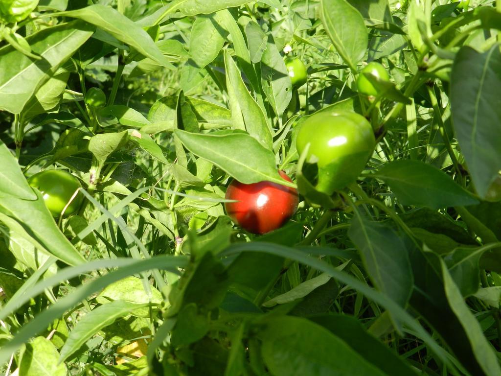 מלון איסולה דלה סקאלה Agriturismo Zio Michele מראה חיצוני תמונה